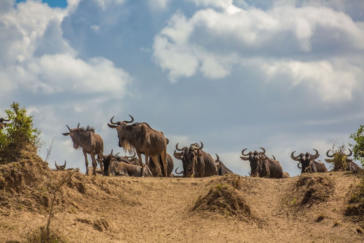 Wildbeest staring down at the Mara River