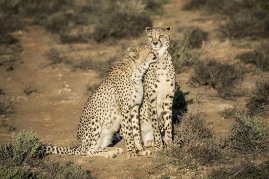 Two cheetah showing affection