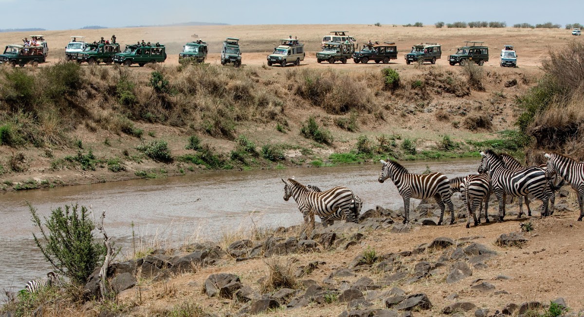 Safari vehicles watching zebras over river