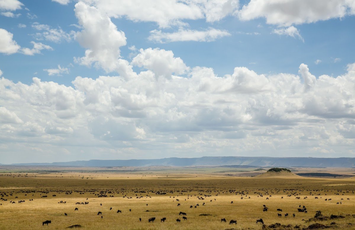 Serengeti plains in Tanzania dotted with wildebeest