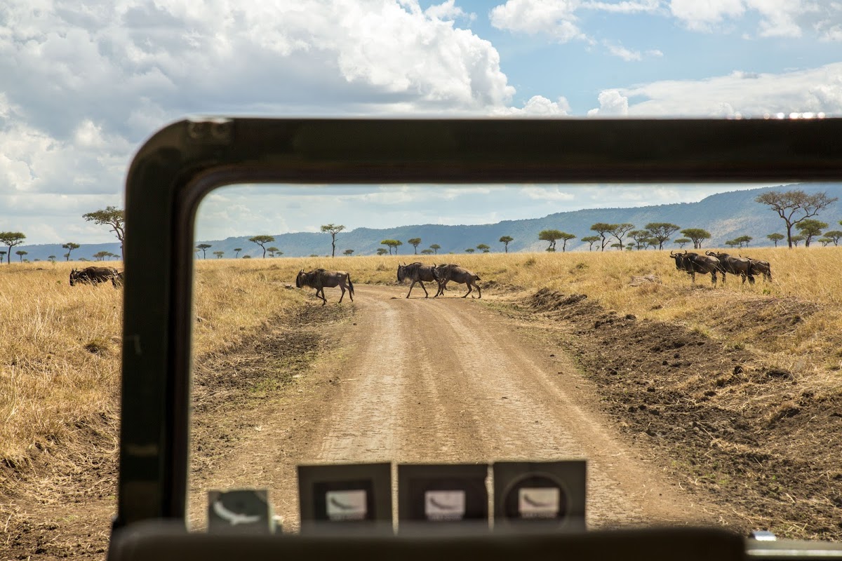 Gnus são observados a partir de veículo de safári