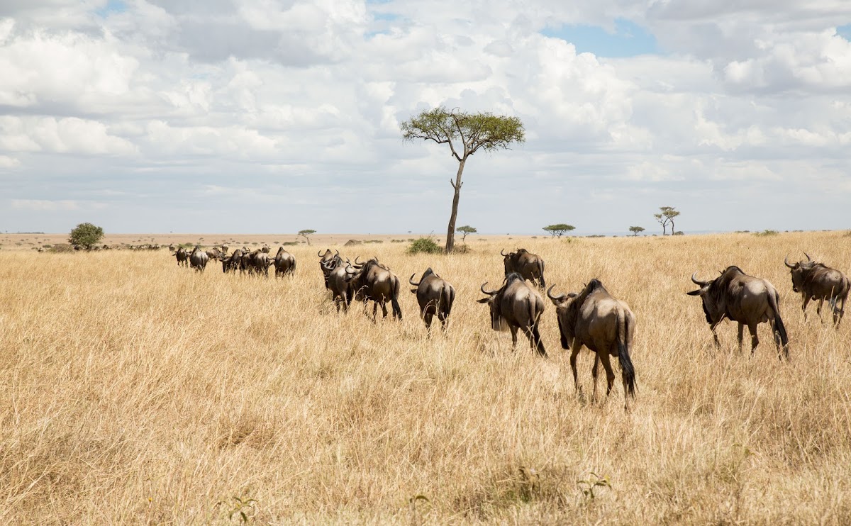 Wildebeests in the savannah