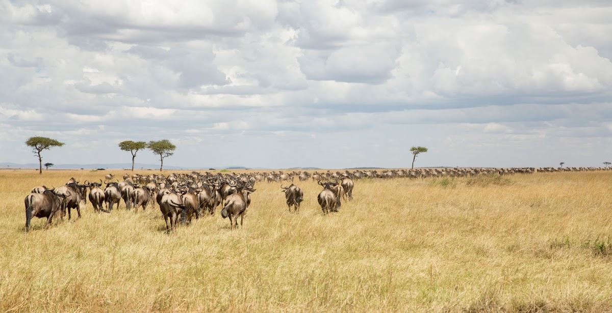 Massive wildebeest herd migration across the plains during the Great Migration