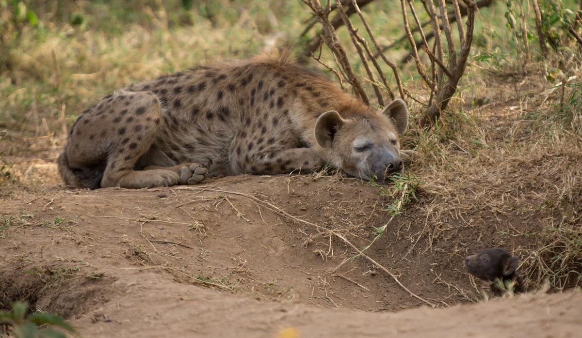 Hyena mother and her cub