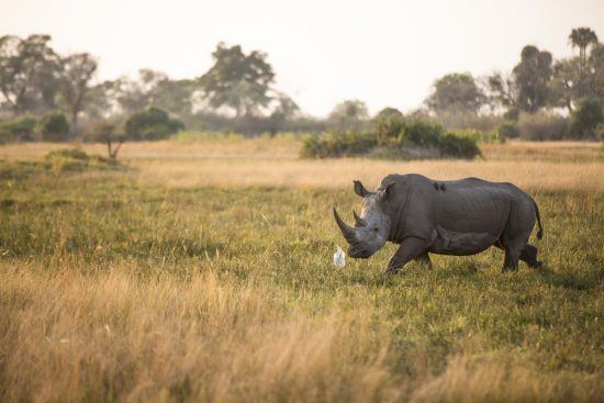 Rhino walking in the grass in Botswana 