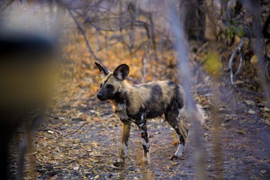 A beautiful wild dog walking in the bush