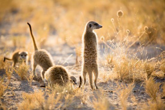 A cute group of meerkats