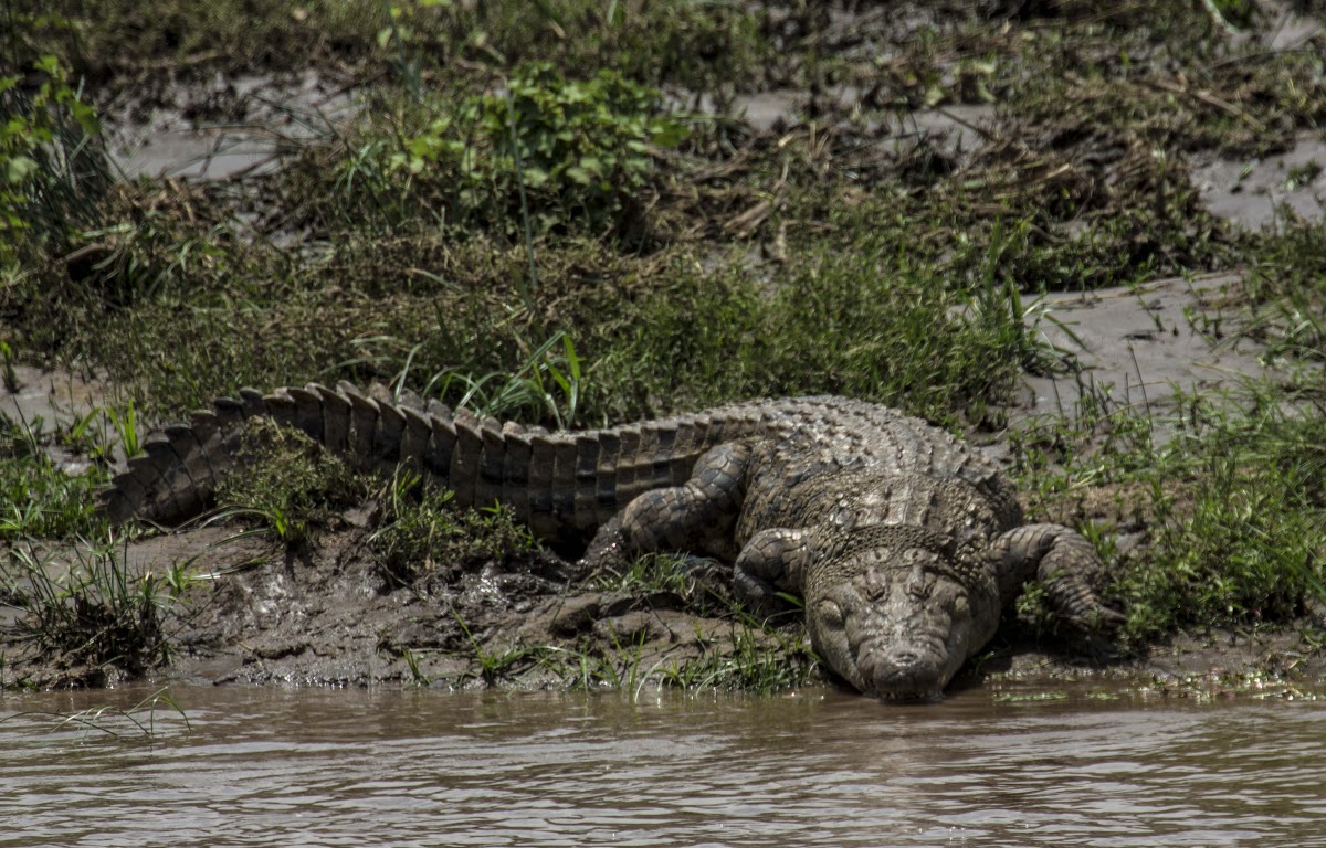 Crocodile sunbathing by the river