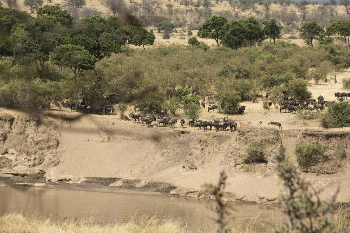 Wildebeest on the banks of the Mara River during the Great Migration