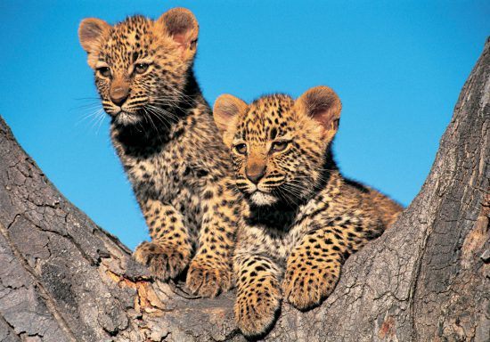 Two Leopard Cubs in a tree