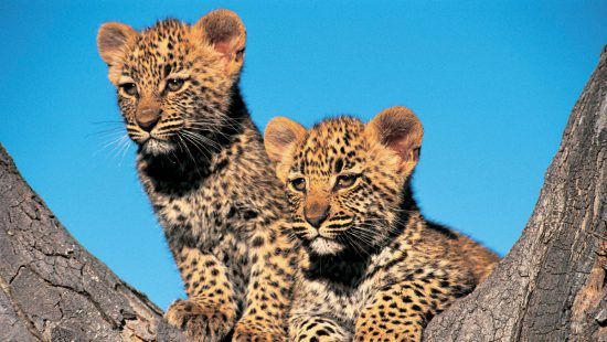 Filhotes de leopardo em Londolozi