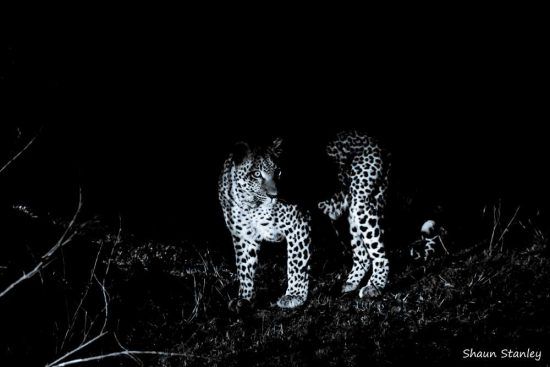 leopard at night black white foto