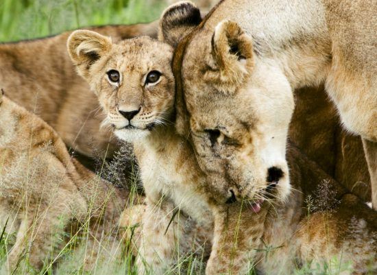 Lion cub and mother