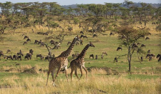 Zwei Giraffen, dahinter viele andere Tiere und Landschaft