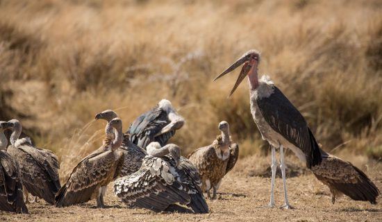 Marabou with other birds