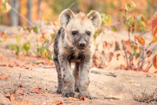 Baby hyena