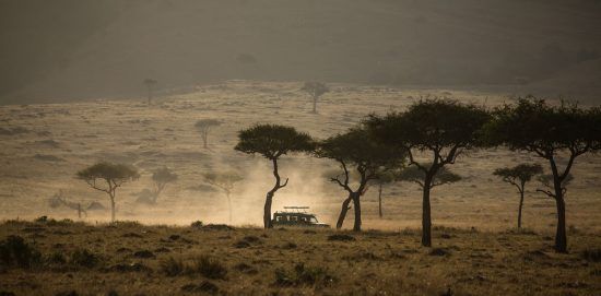 Ein Auto fahrt durch die Masai Mara zwischen trockenen Bäumen