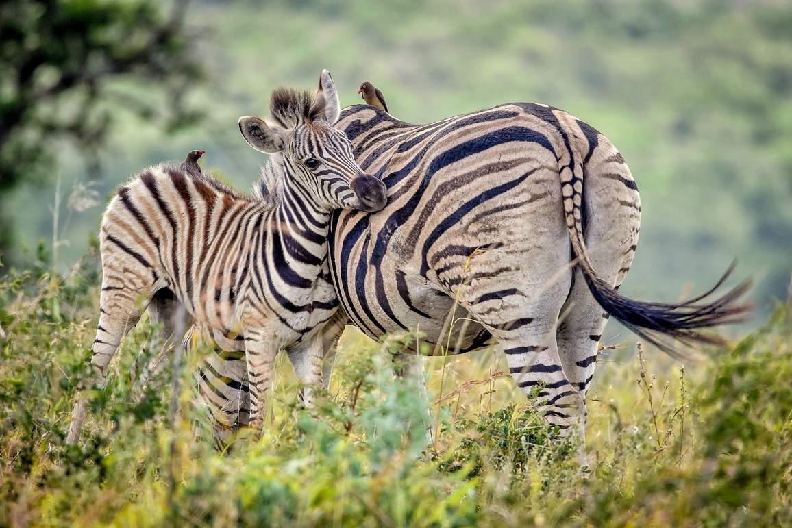 Baby zebra and its mother