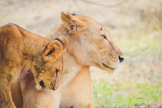 A lion cub and its mother