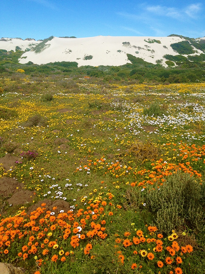 Postberg, uma seção do Parque Nacional da Costa Oeste com paisagens espetaculares