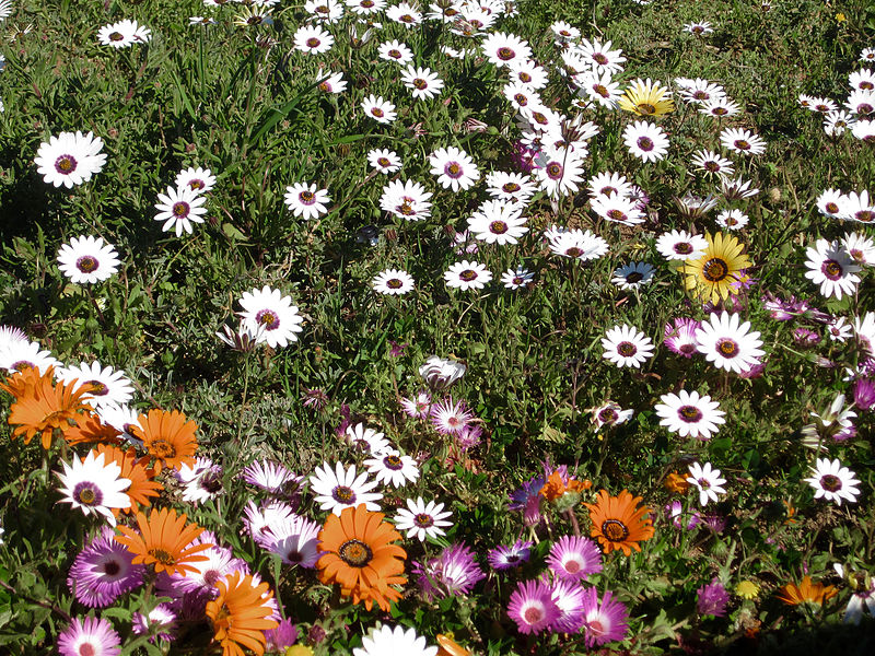 Flores de todas as cores em Postberg, no Parque Nacional da Costa Oeste