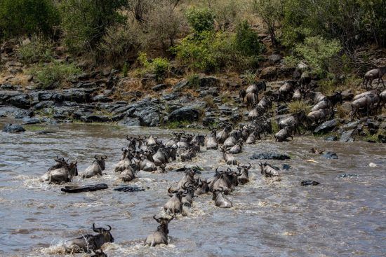 wildebees crossing river