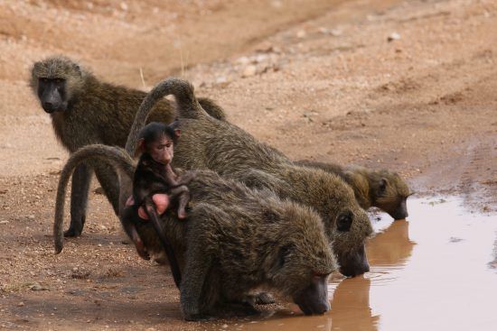 Samburu monkeys drinking with baby