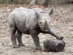 animaux nouveaux-nés d'Afrique - rhinocéros