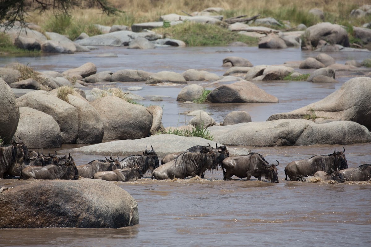 Wildebeests mastering a difficult river crossing