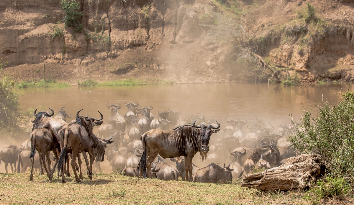 Wildebeest waiting for a Mara River Crossing