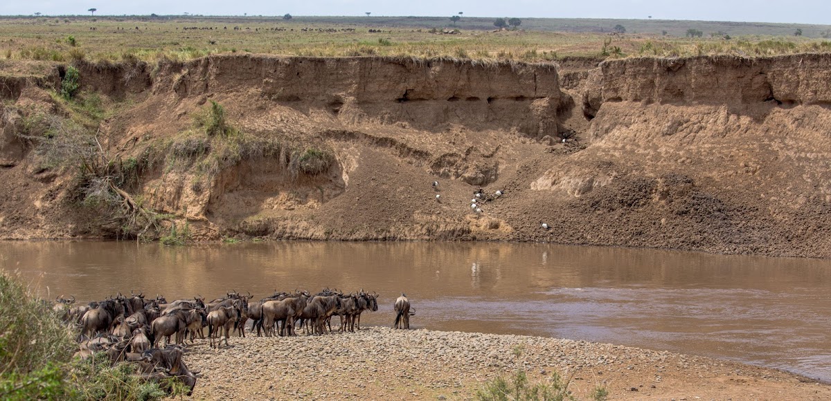 Wildebeest at a river during the Great Wildebeest Migration