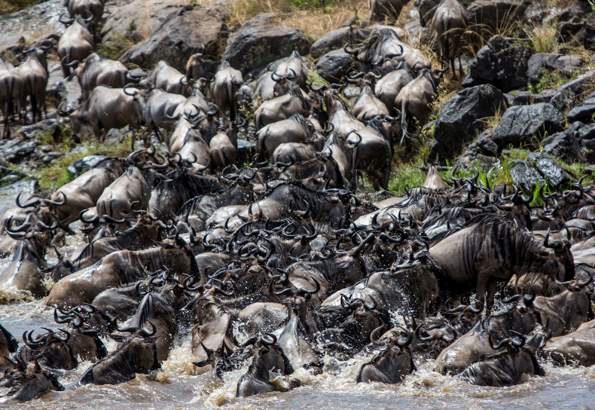 Wildebeests rushing to get out of the water