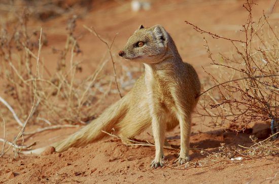 A yellow mongoose