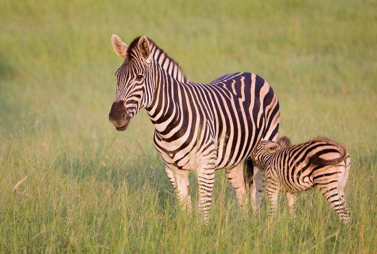 Baby zebra suckling from its mom. 