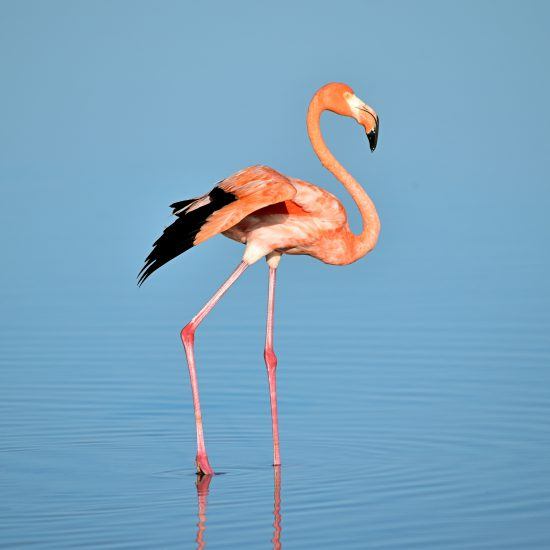 A lesser flamingo wading in the water