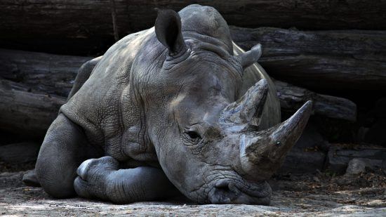 Rhino lying down 