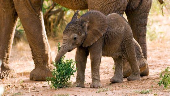 Filhote de elefante, Reserva Nacional Samburu, Quênia