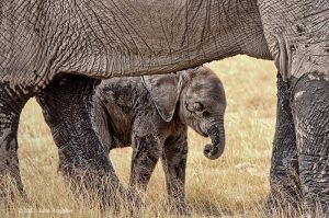 animaux nouveaux-nés d'Afrique - éléphant