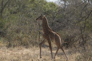 animaux nouveaux-nés d'Afrique - giraffe