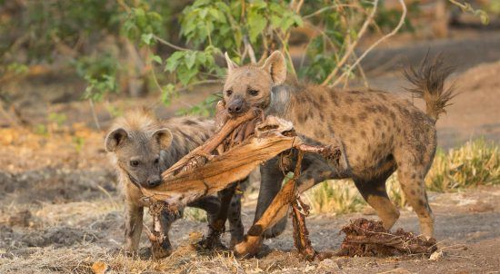 Baby hyena eating