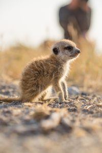 animaux nouveaux-nés d'Afrique - suricate