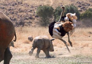 animaux nouveaux-nés d'Afrique - rhinocéros