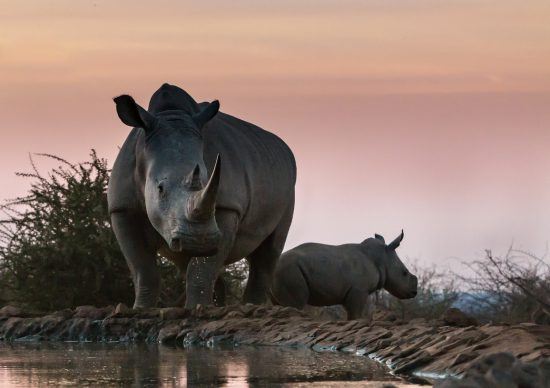 black rhino at waterhole with calf