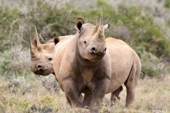 Spitznashornpaar im afrikanischen Busch