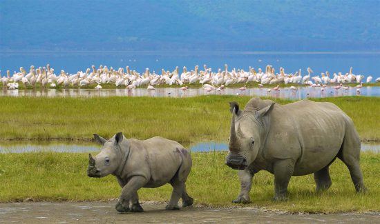 Black rhinos and flamingos at Ngorongoro Crater Tanzania