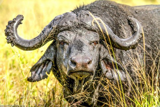 buffalo in mud