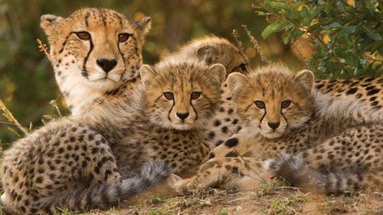 Cheetah with her cubs. 