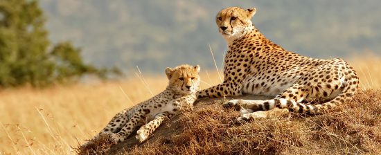 A cheetah and her cub sitting on a small hill