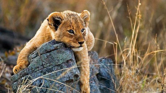 Filho de leão em Londolozi