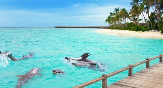 Dolphins in the clear water of the Maldives